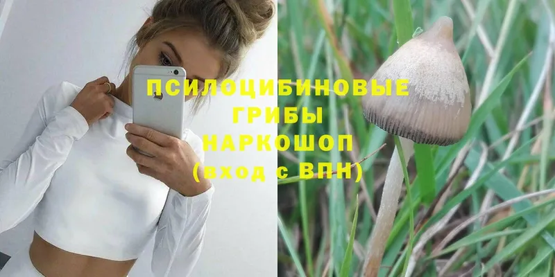 Псилоцибиновые грибы Psilocybine cubensis  Бронницы 